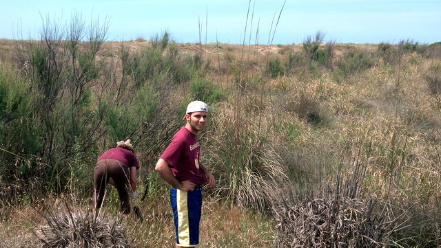 Imagen de la segunda jornada de restauraci�n de las dunas de Central Mar (Gav� Mar) organizada por el grupo ecologista 'Les Agulles' (9 Junio 2012)